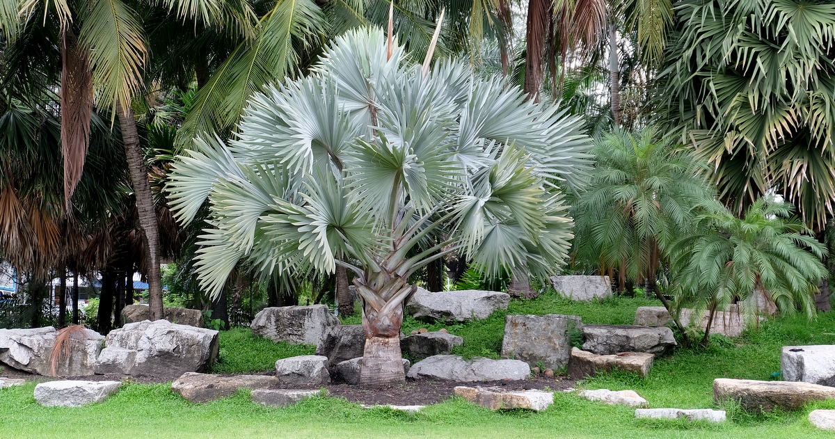 Blue palm tree planted between stones