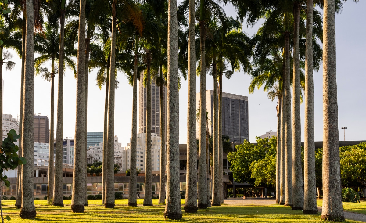 Imperial palm trees planted in square