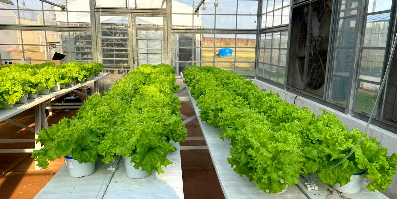 Lettuces produced in a hydroponic system