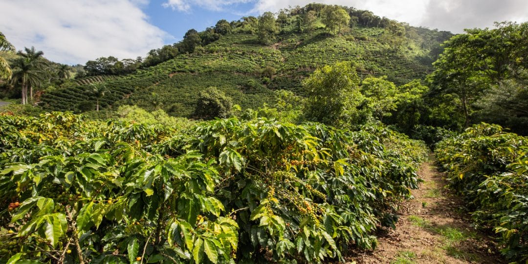 Coffee farm with mountain