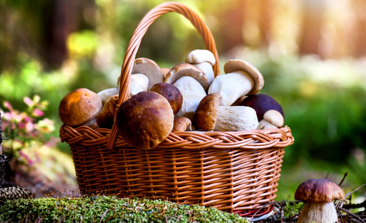 Picking mushrooms in a basket