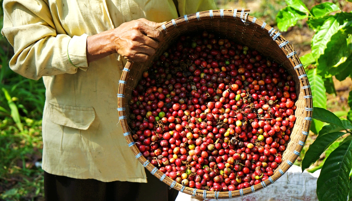 Man holds basket with robust coffee beans