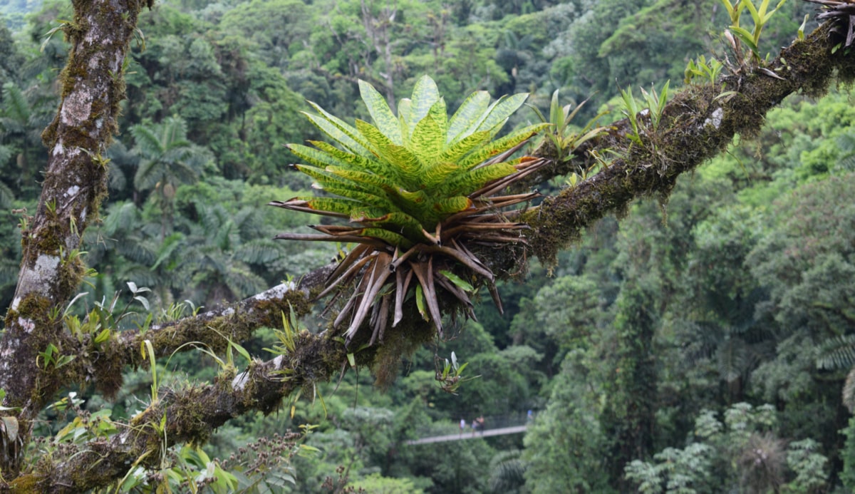 Species of epiphytic plants on the trunk of a tree