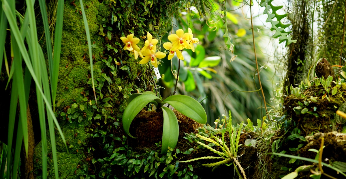 Orchid grown on a tree