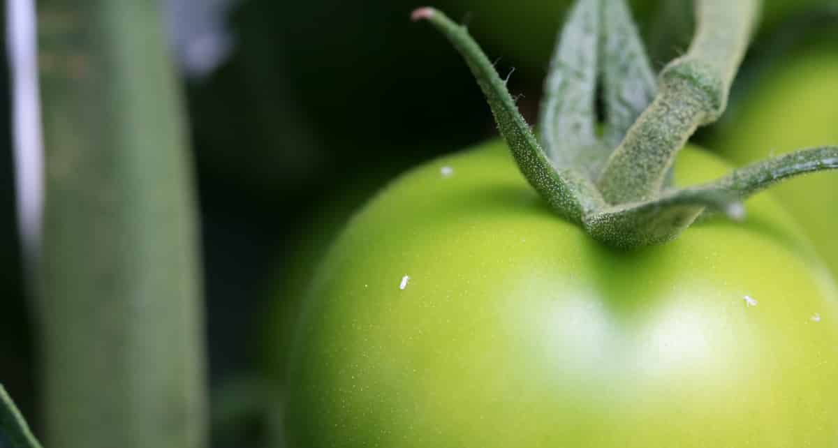 Whitefly attacked tomato