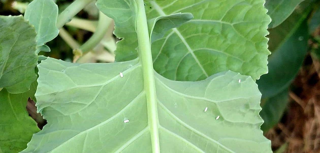 Whitefly attack on cabbage leaf