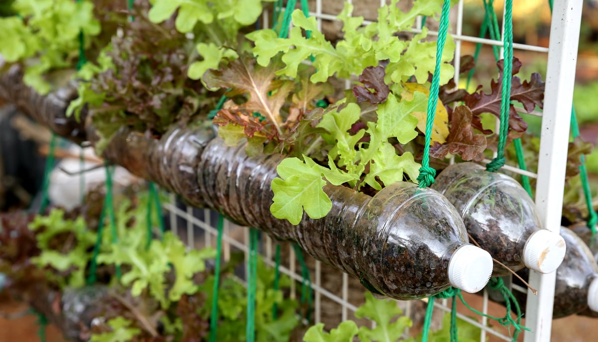Vegetables planted in PET bottles in a vertical vegetable garden