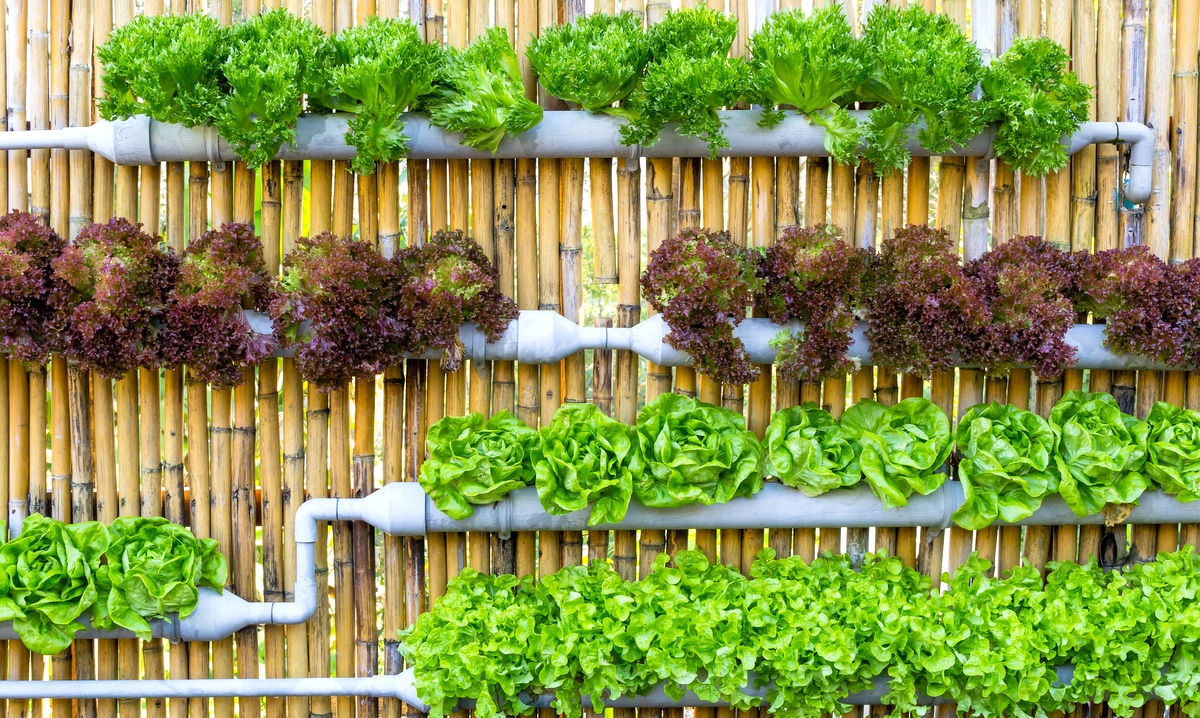 Vegetable garden made with PVC pipes