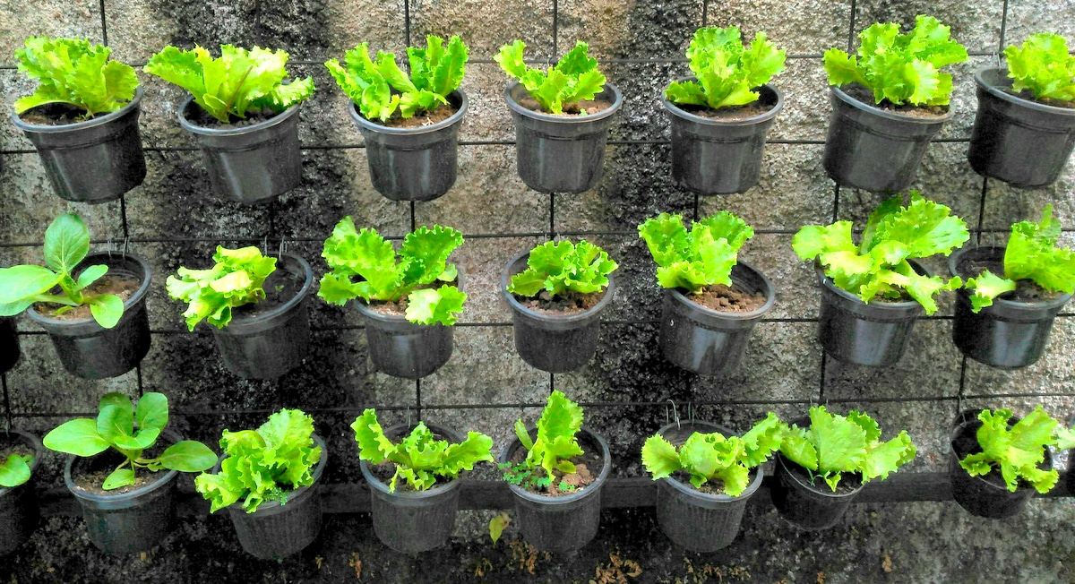 Lettuces planted in pots with metal frame