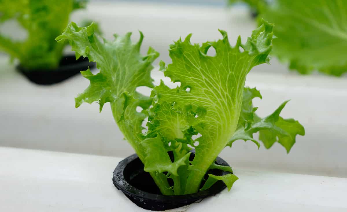 Plant lettuce in a hydroponics system.