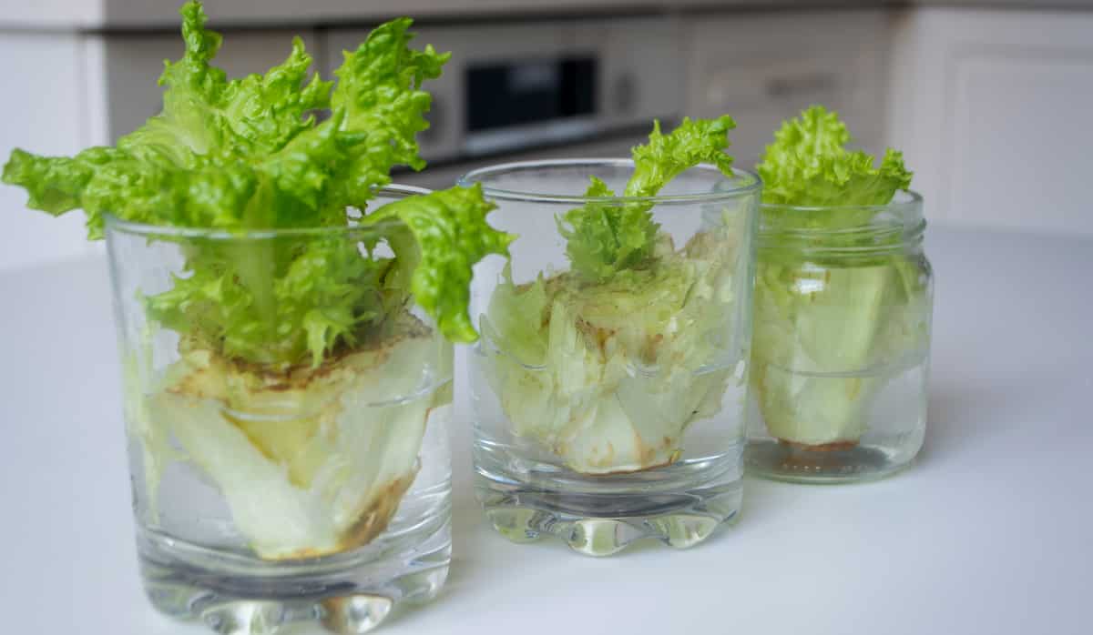 Lettuce planted in a glass of water