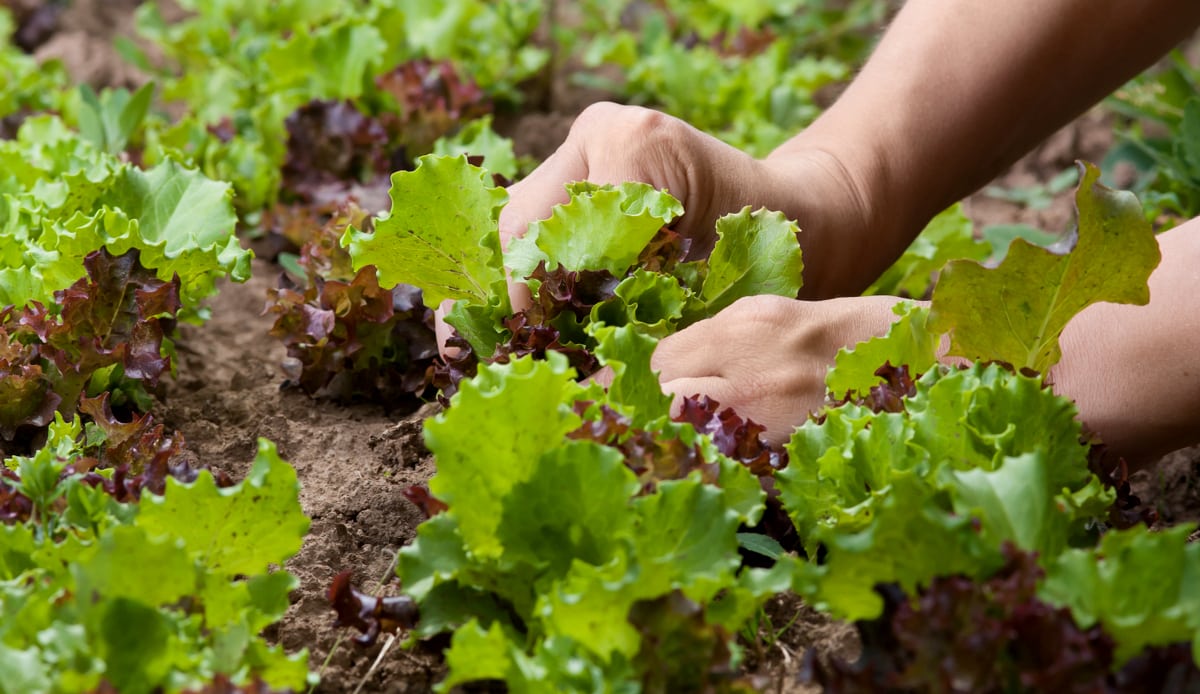 Man planting lettuce in flowerbed