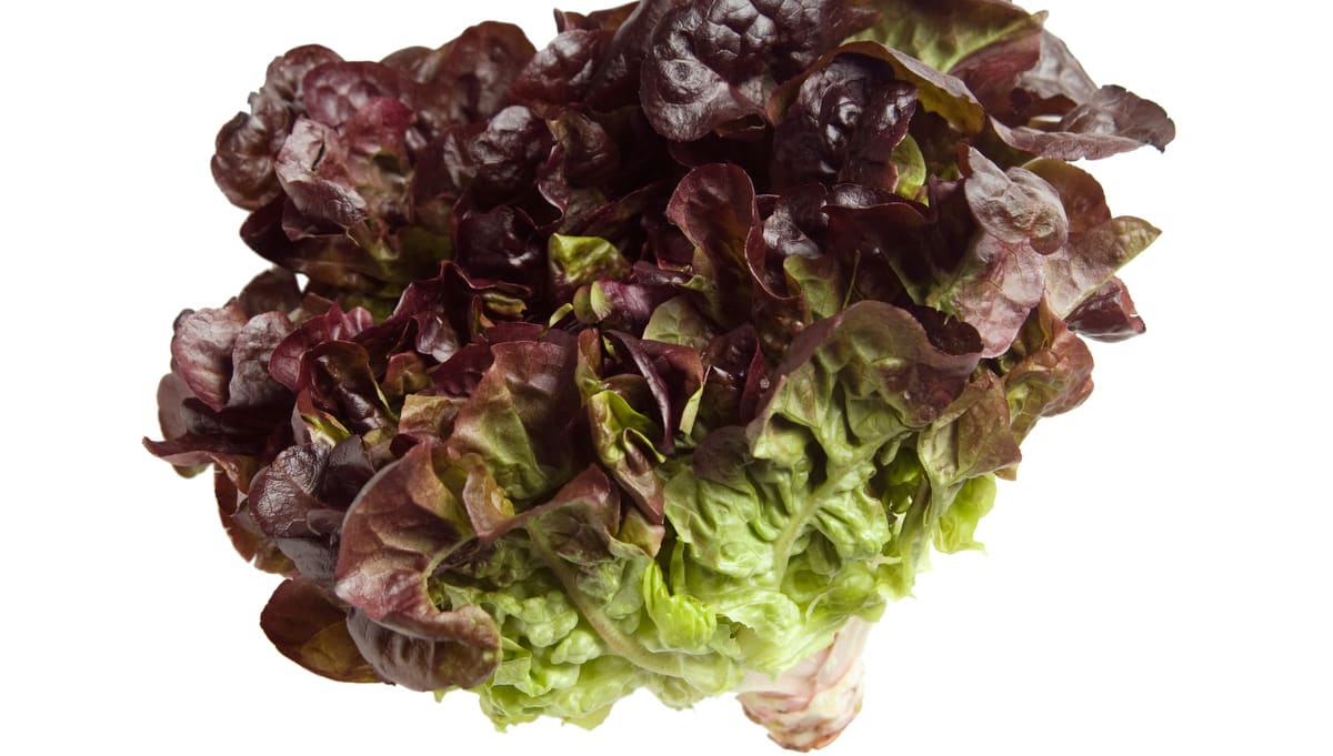 purple lettuce plant