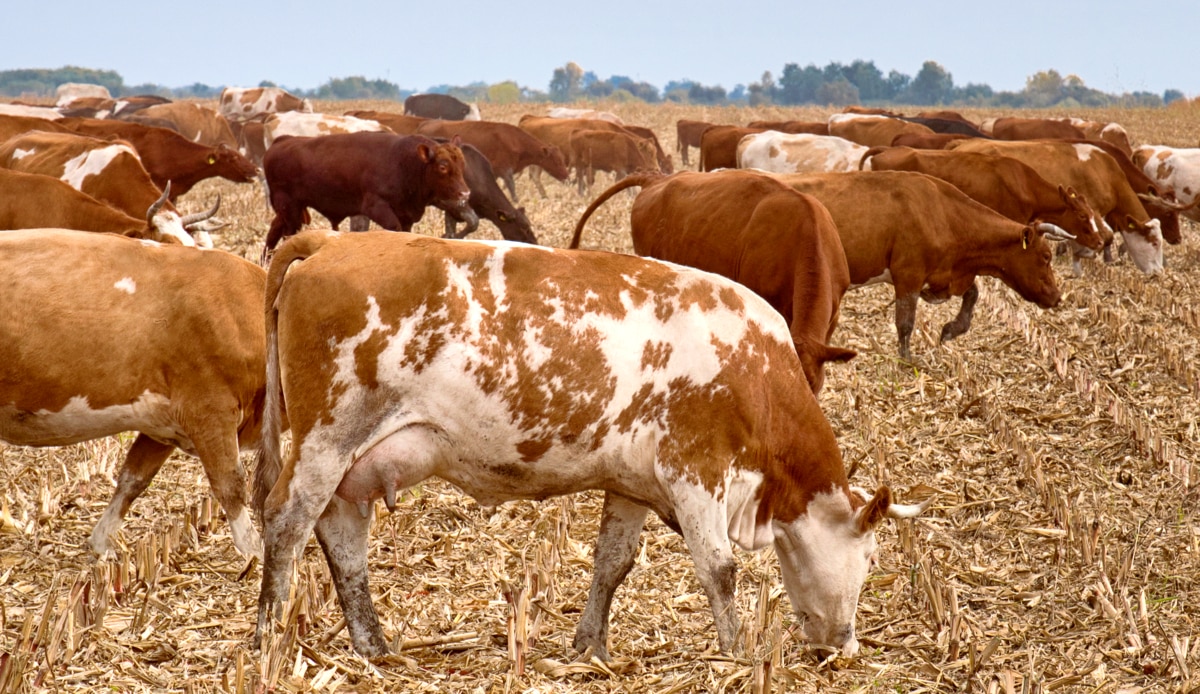 Cattle grazing in oat planting area