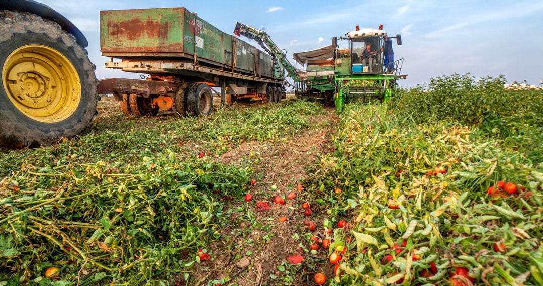 Industrial tomato harvesting machines