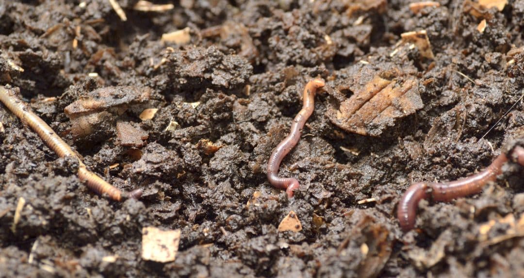Worms in a worm farm