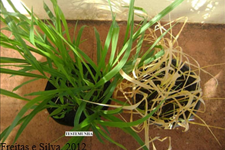 Urochloa decumbens의 식물 독성