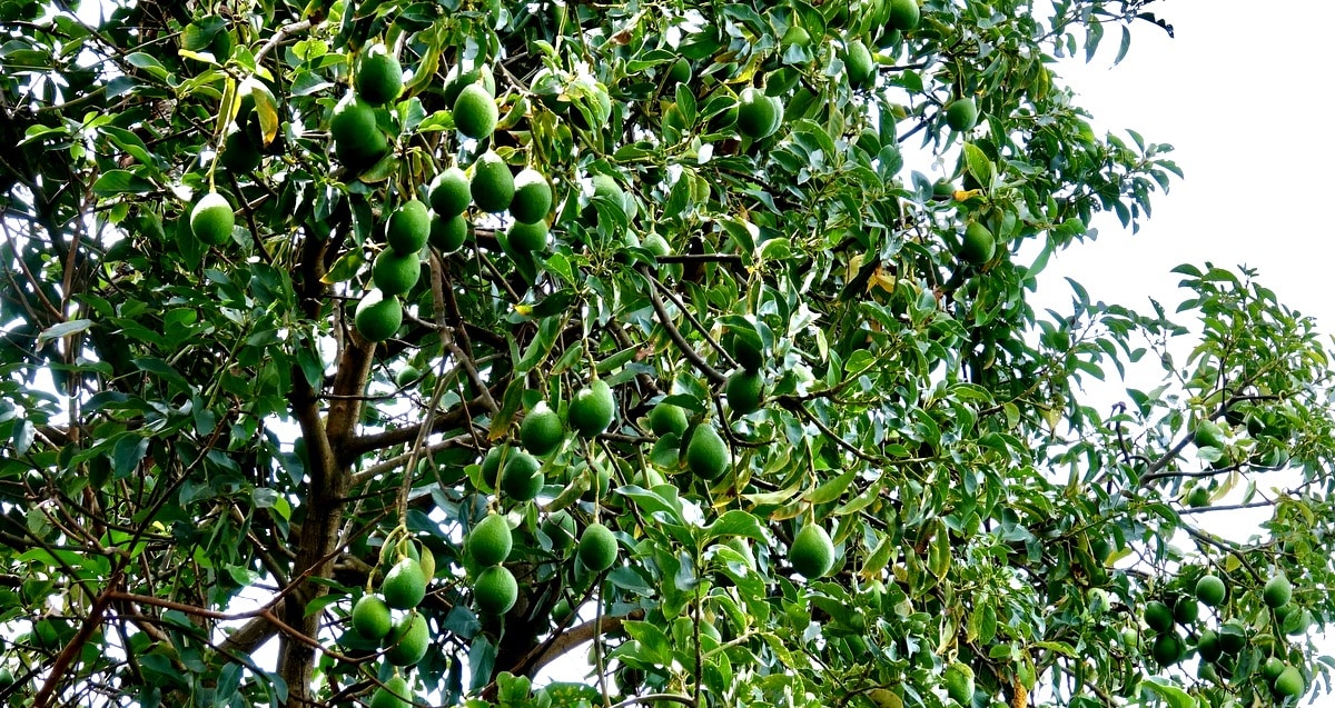 Pohon alpukat penuh dengan buah-buahan