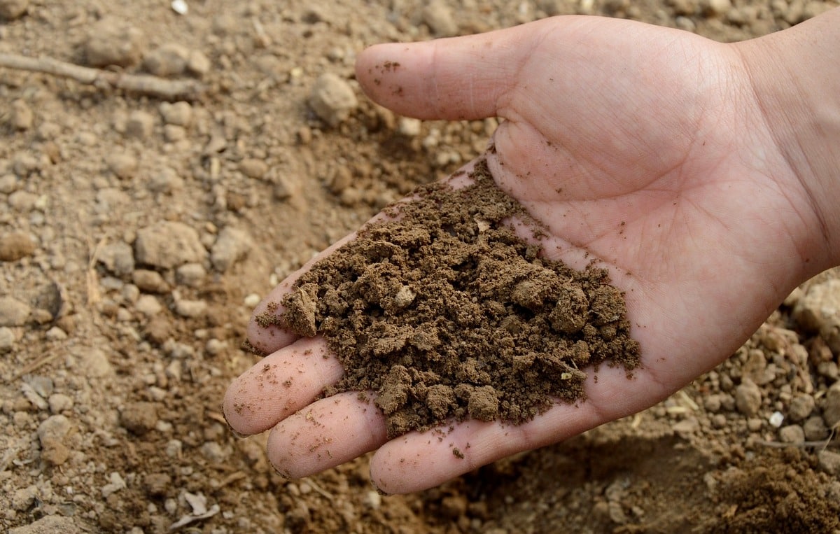 Sampel tanah untuk mengidentifikasi kesuburan