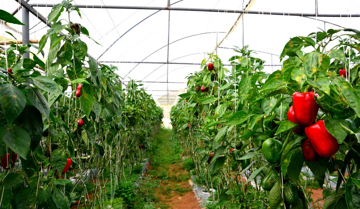 Coltivazione di peperoni in serra