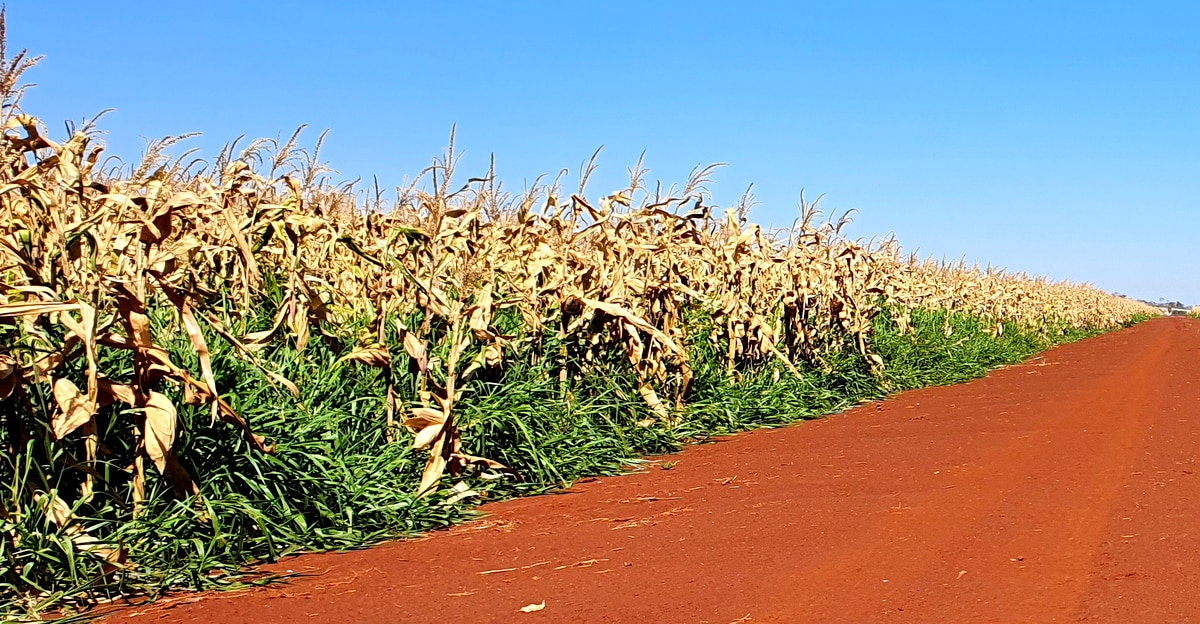 Brachiaria plantada en campo de maíz