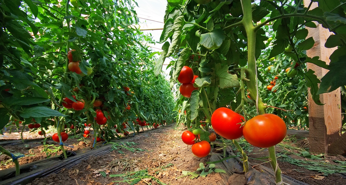 Piantagione di pomodori con piedi in produzione