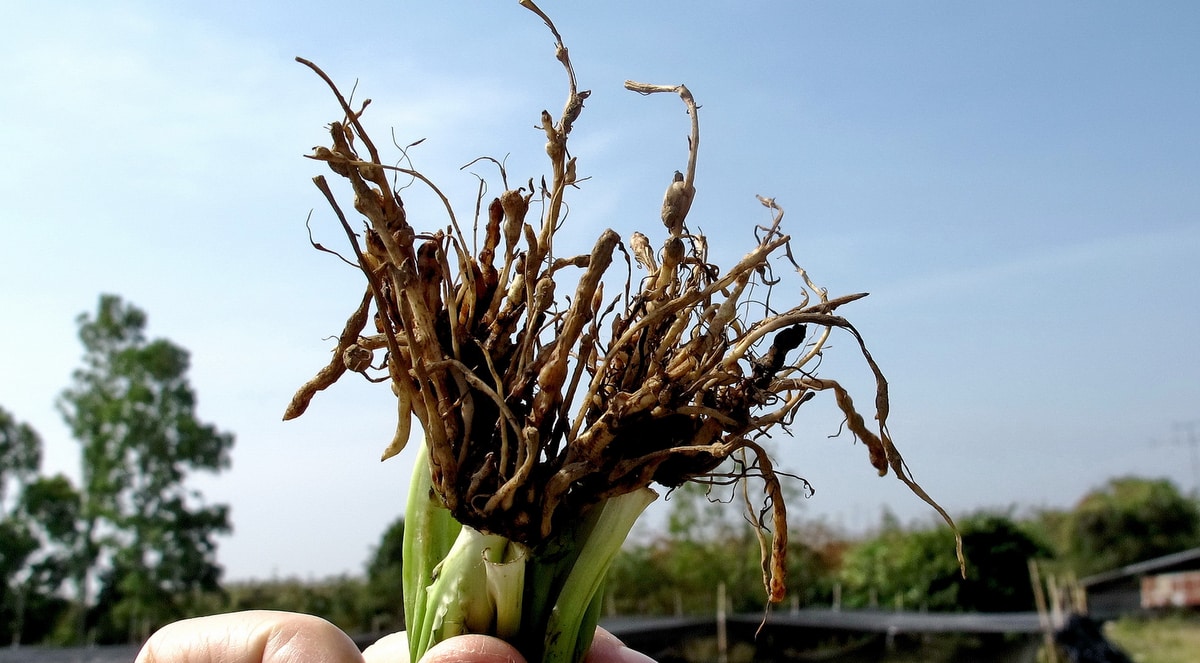 Producer shows roots of plants attacked by nematodes