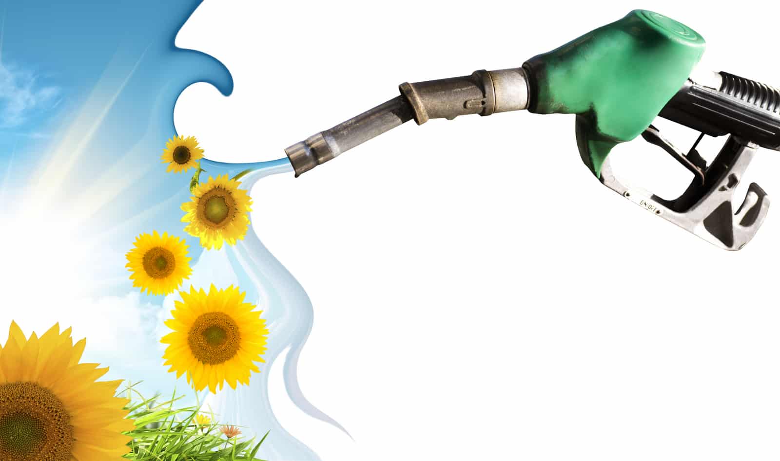 Produzione di biodiesel con il girasole