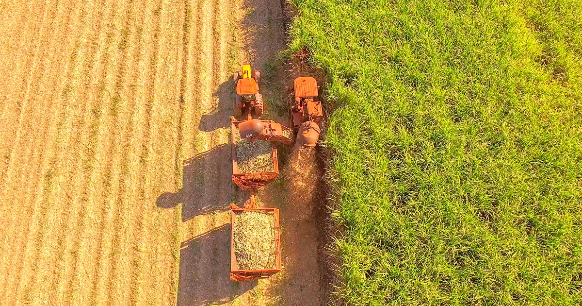 Flygfoto över sockerrörsskörden.  Orolig för förluster