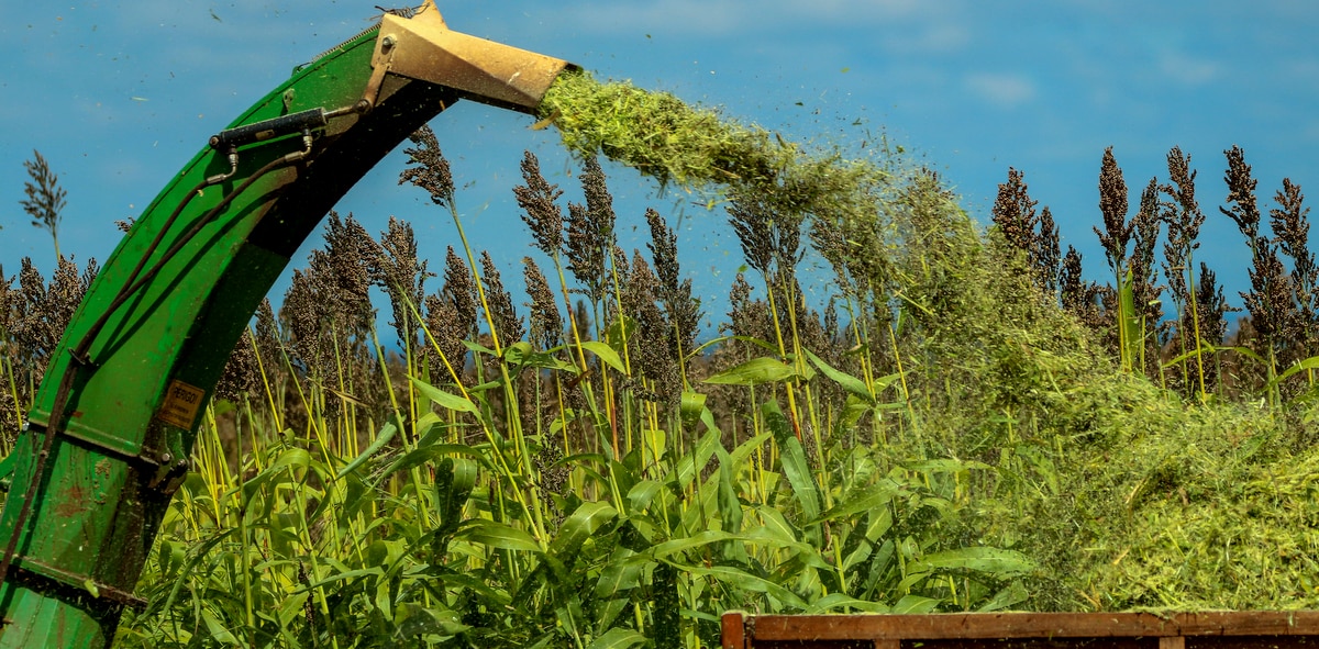 Forage sorghum harvesting process for silage production