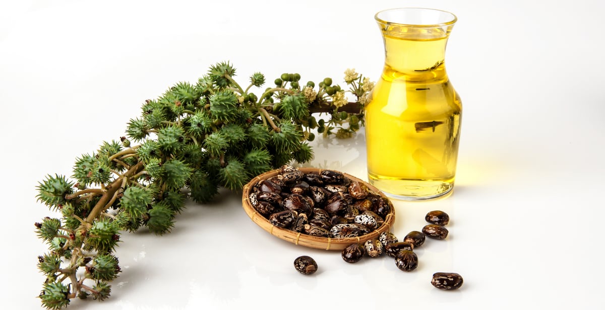 Castor beans, seeds and their oil