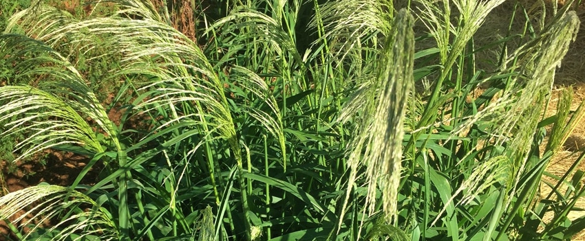 Bittergrass in the midst of crops damaged by weeds