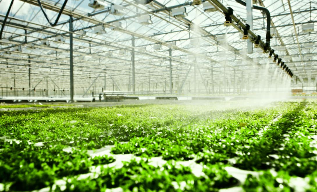 Greenhouse with automated irrigation system.