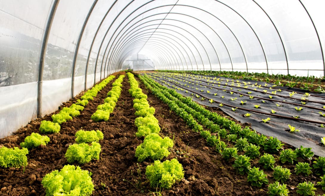 Dyrkning af grøntsager i et drivhus af tunneltypen, lavet med PVC- og plastikrør