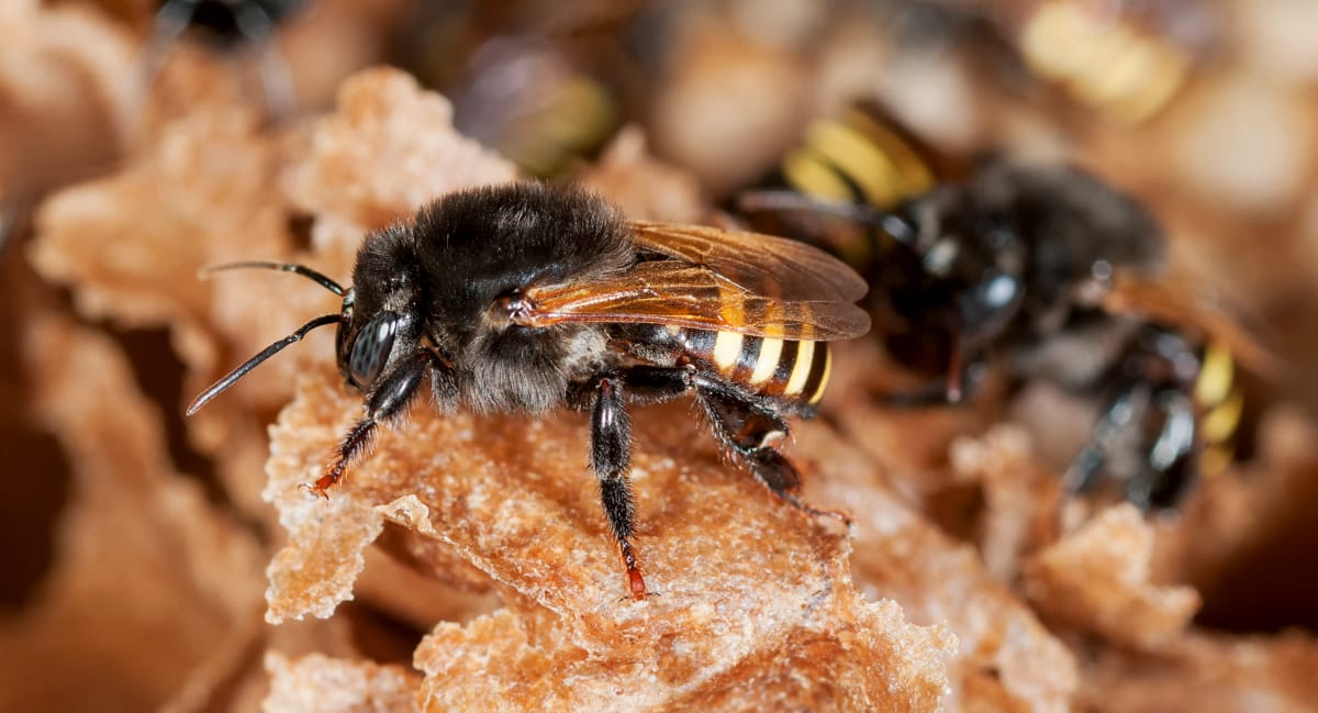 Mandaçaia bees producing honey