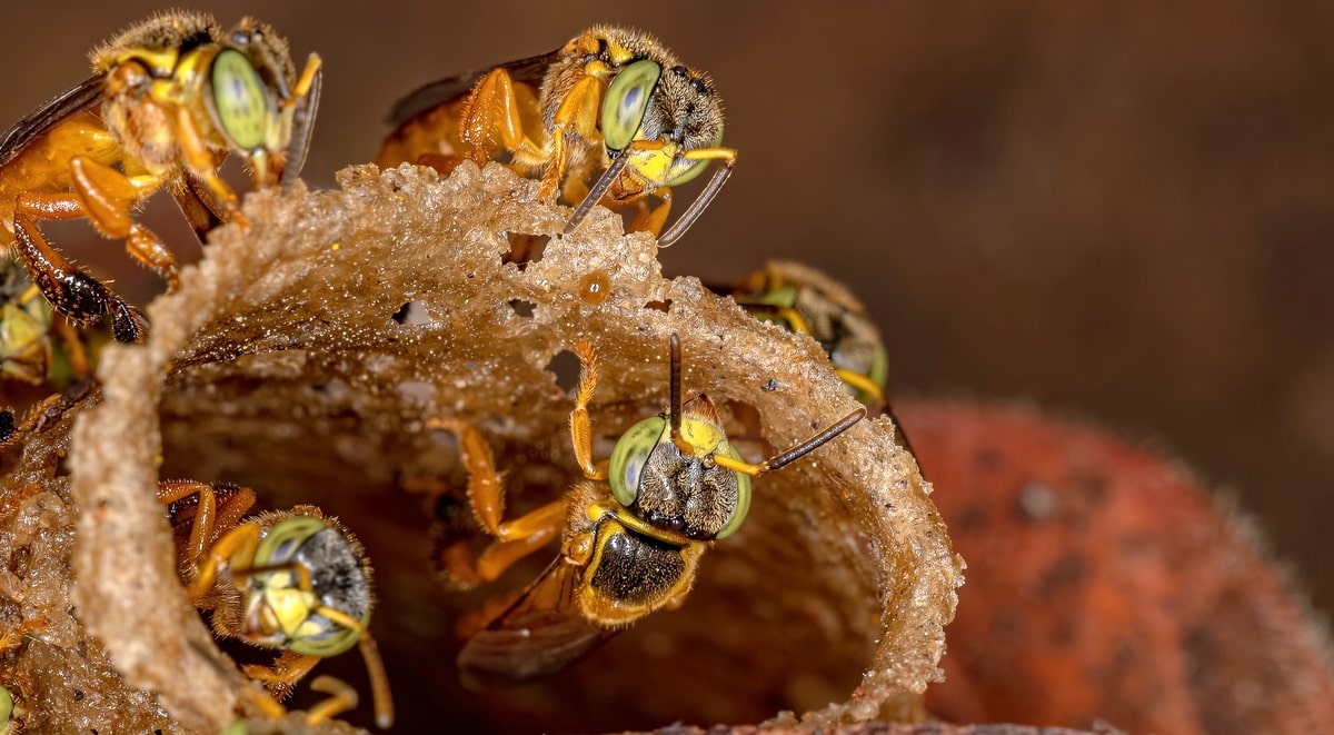 Entre los tipos de abejas, la jataí es muy popular.