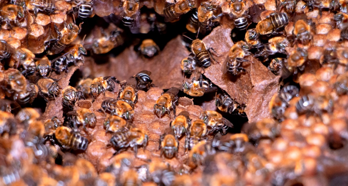 Ruche d'abeilles de l'espèce uruçu