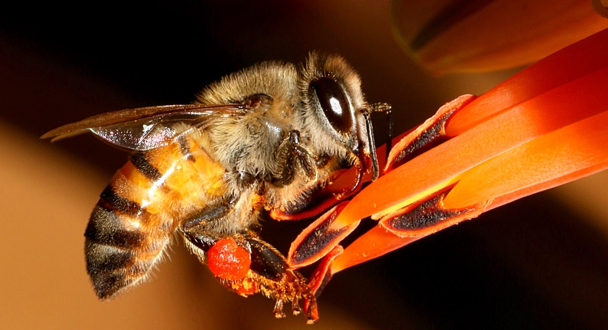 Đặc điểm của ong châu Phi