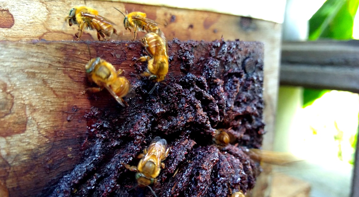 Ruche d'abeilles uruçu jaune