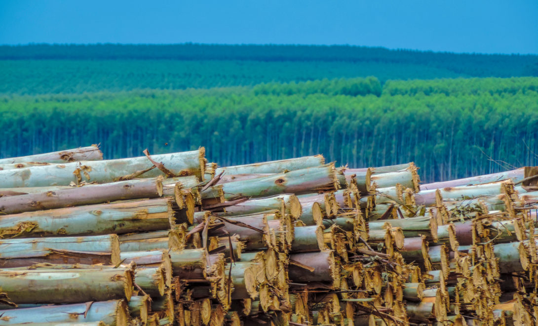 Stacks of wood with eucalyptus plantation in the background