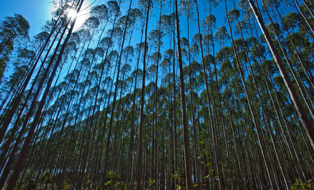 plantation d'eucalyptus