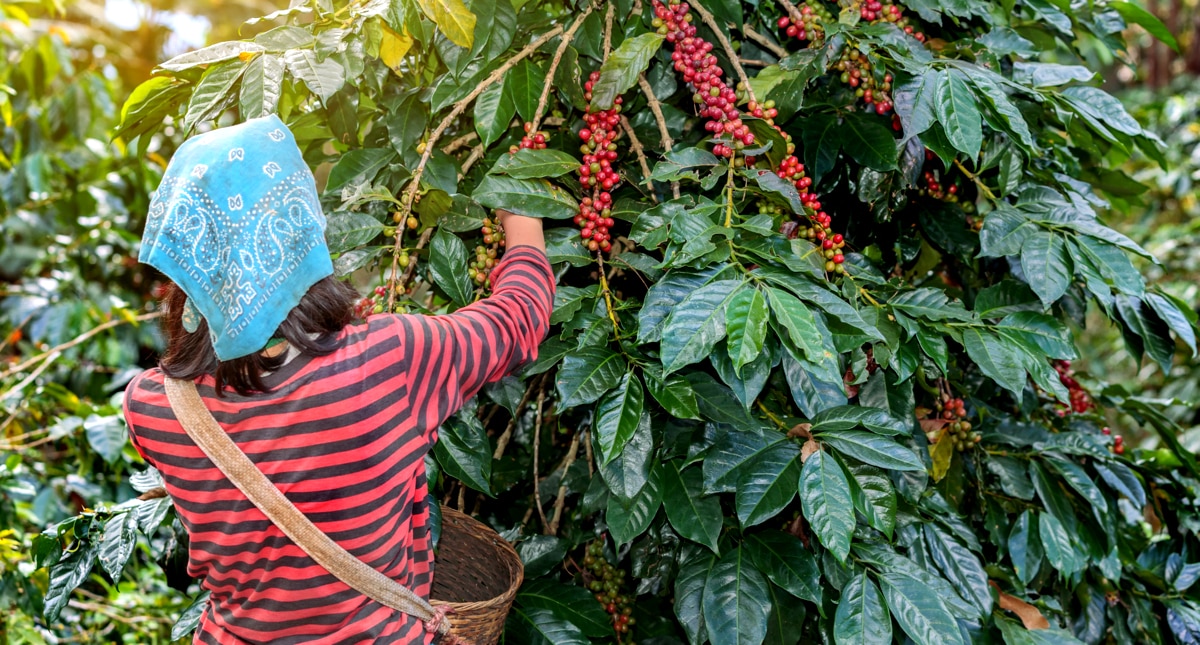 Récolte du café et production mondiale