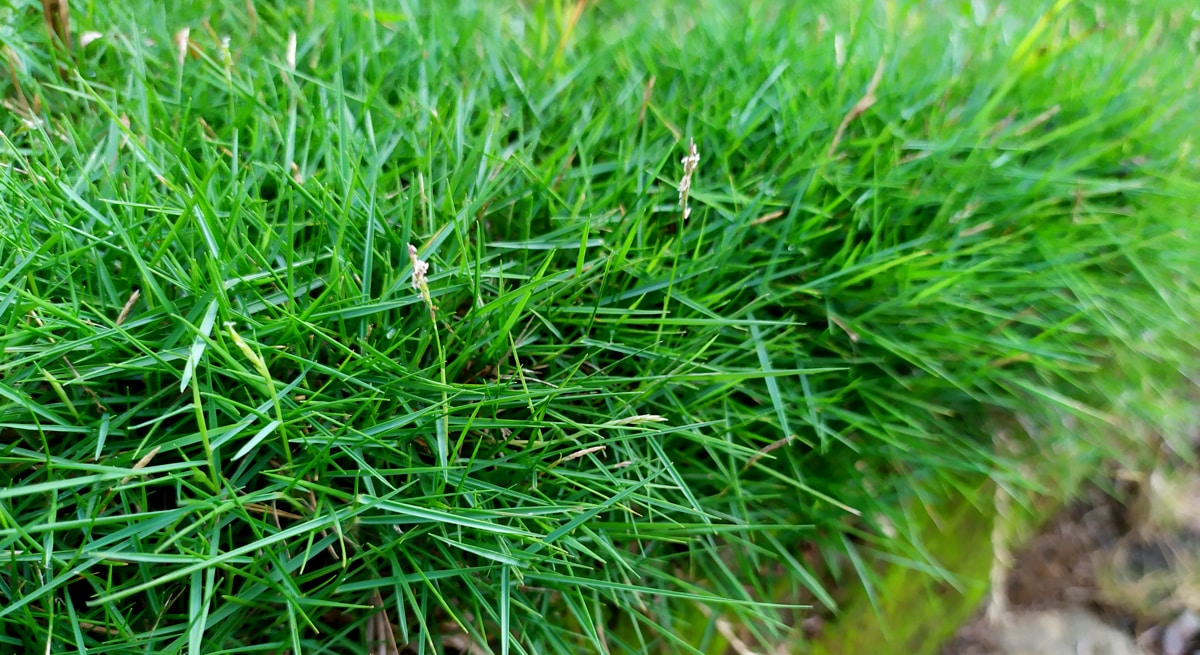 Pozemok s výsadbou smaragdovej trávy