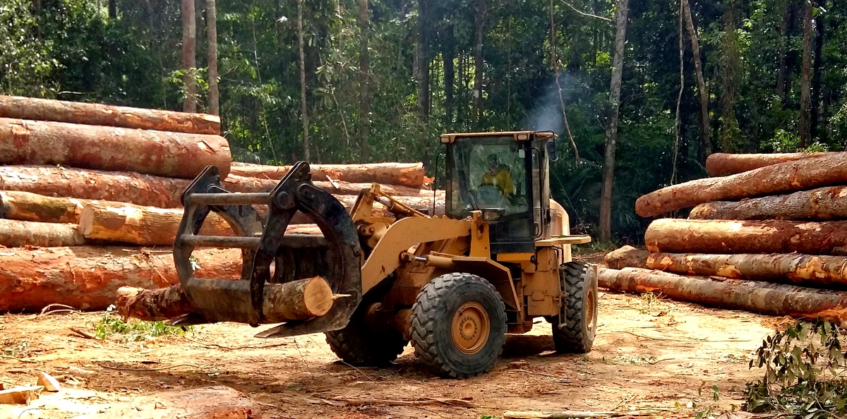 Tracteur à pneus transportant des grumes de bois