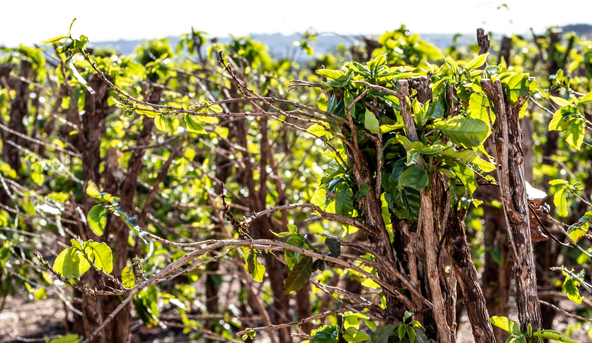 Coffee crop with skeleton pruning