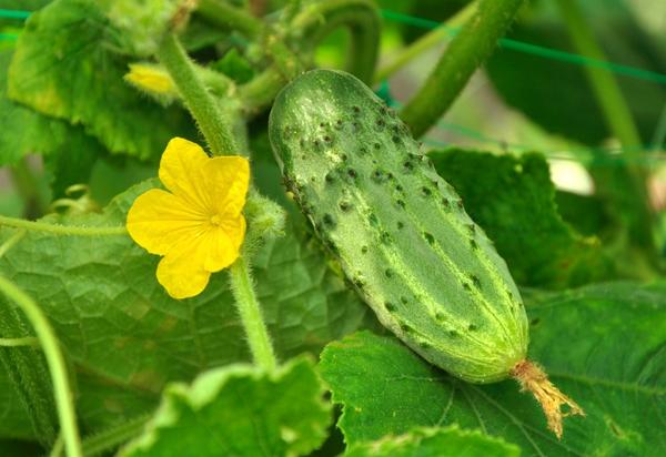 Early cucumbers can be grown both in greenhouses and greenhouses, and in open ground