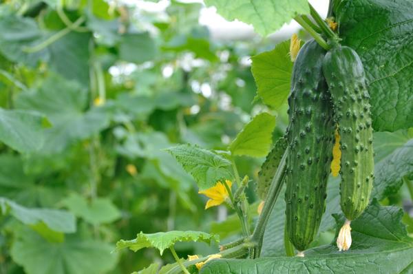Early cucumbers are especially fragrant and tasty.
