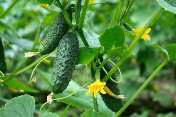 Each summer resident probably has a favorite variety or hybrid of early ripe cucumbers.