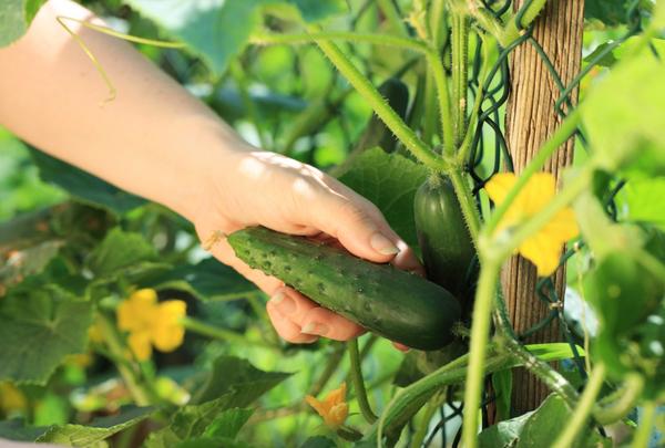 April cucumber is grown in greenhouses and on balconies