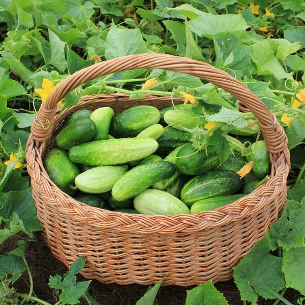 Kwando tare da cucumbers